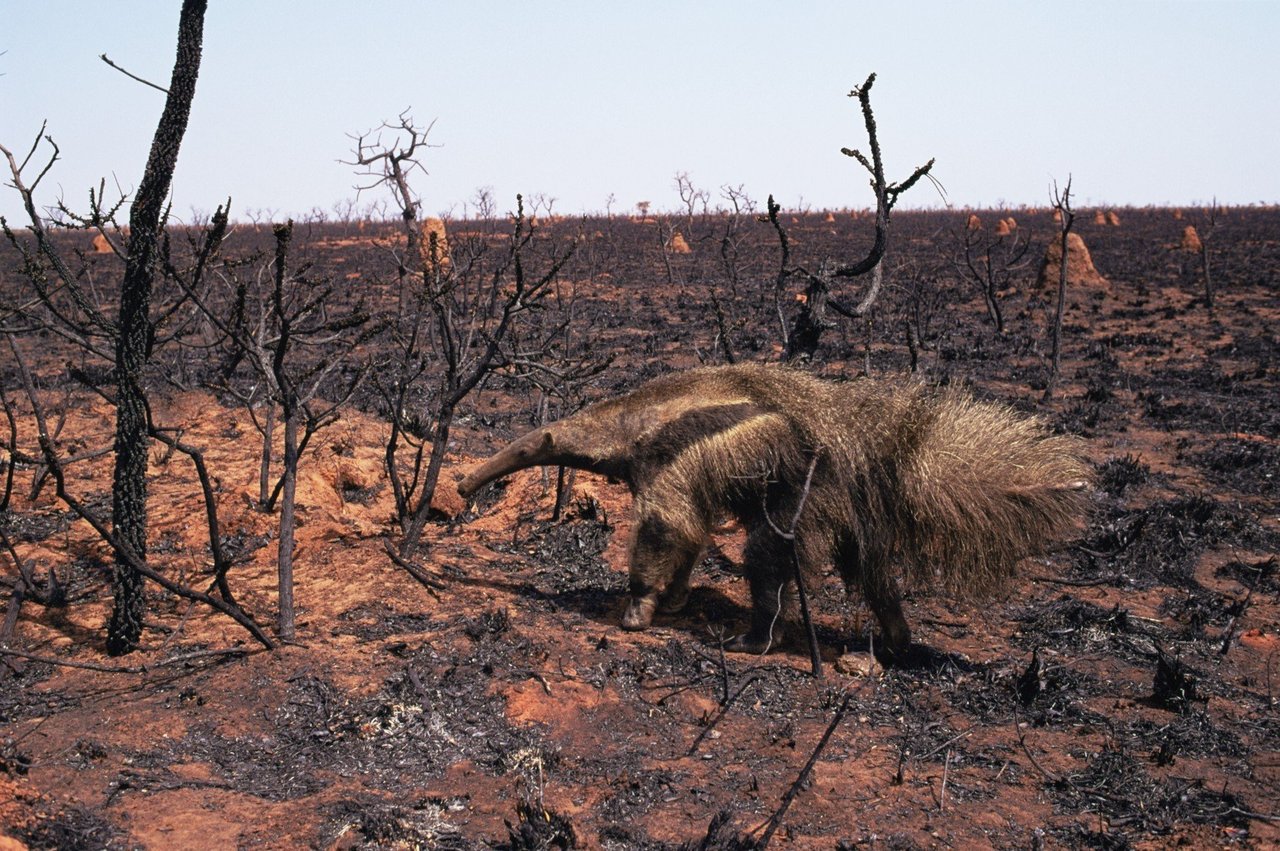 Tamanduá-bandeira andando em meio à área completamente devastada pelo fogo no Pantanal