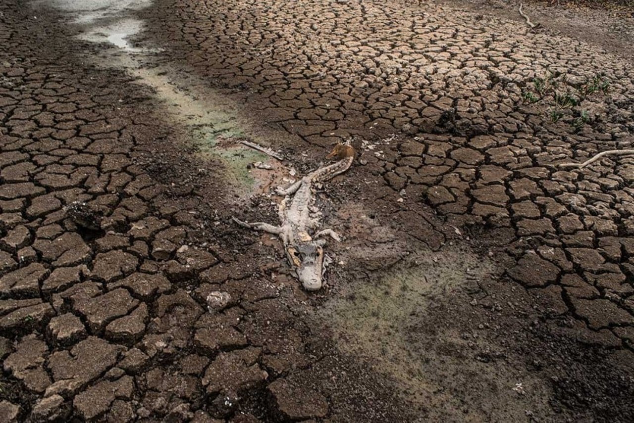 An alligator killed by the drought and forest fires that hit the Pantanal in 2020 in Brazil. T he production of animal feed crops can be very damaging to water supplies, using large quantities in regions already suffering from scarcity. Through use of fertil isers and pesticides, it also pollutes rivers that people and animals rely on.