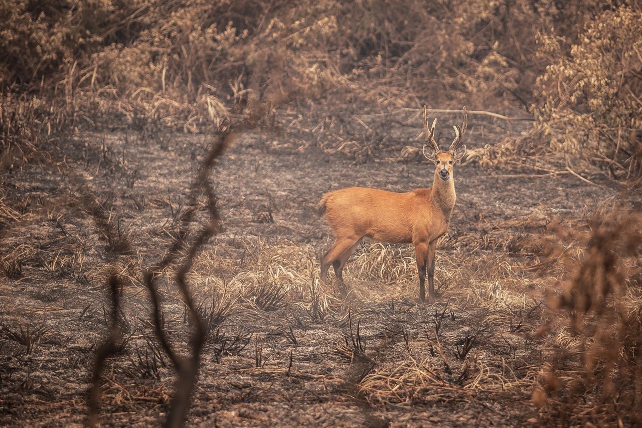 Tamanduá-bandeira andando em meio à área completamente devastada pelo fogo no Pantanal