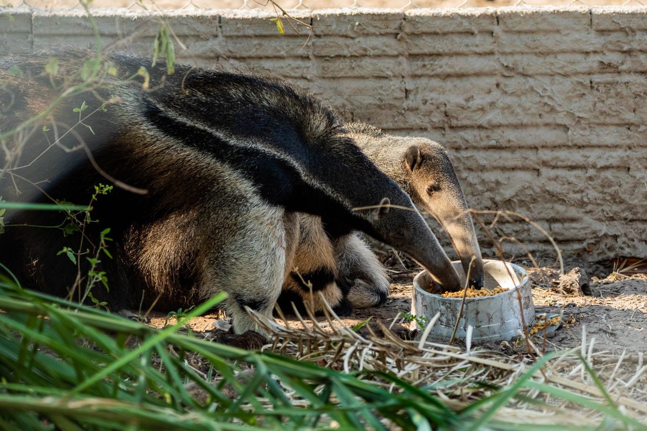Rescued giant anteater cub