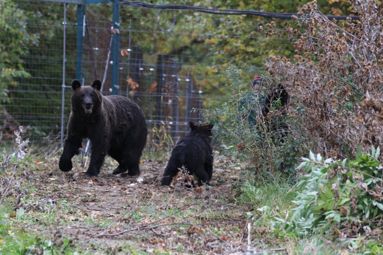 Björn i reservat i Rumänien