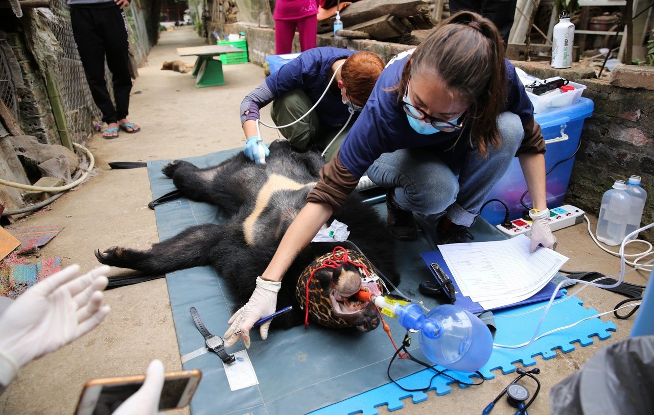 Reddet bjørn bliver undersøgt af dyrlæger