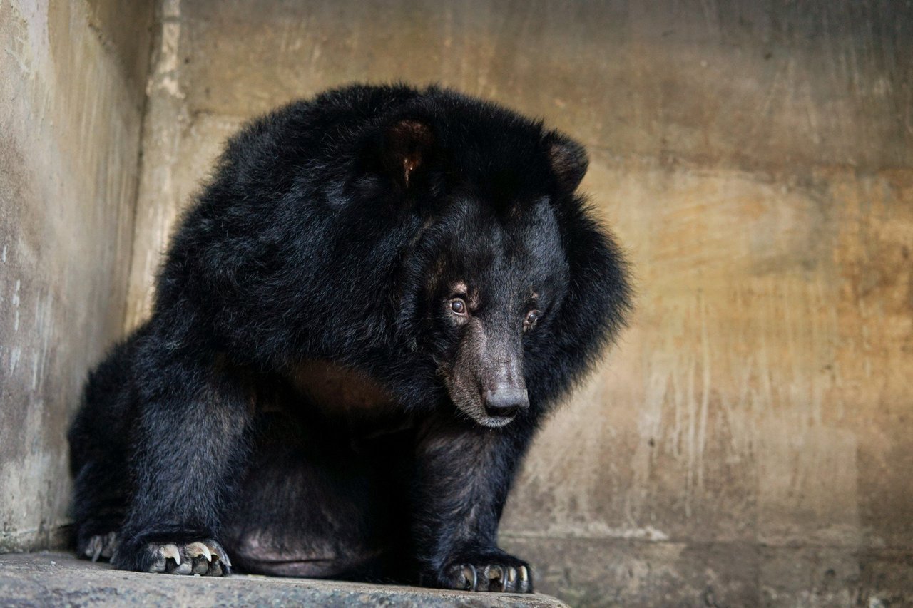 Bjørn reddet fra bjørnegaldefabrik i Vietnam bliver undersøgt af dyrlæger