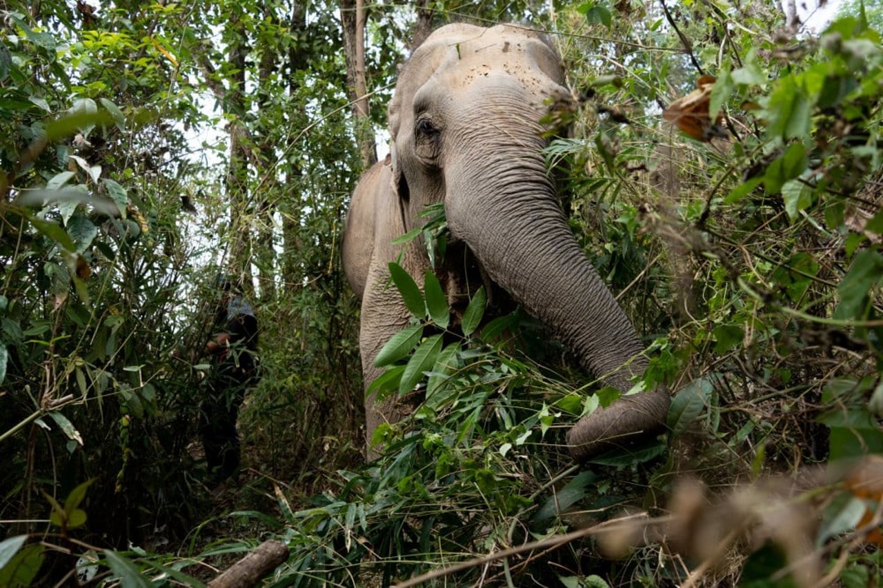 Elefant lever ett gott liv efter liv i fångenskap
