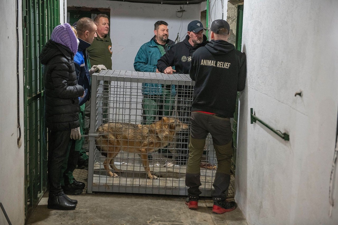 Elza the wolf has been rescued from Ukraine