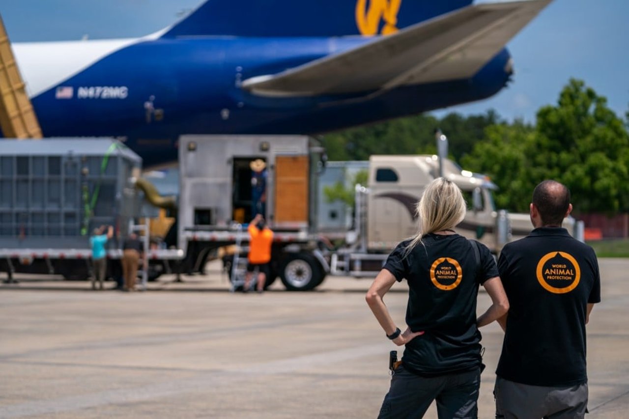 Lindsay Oliver e Roberto Vieto, da Proteção Animal Mundial, acompanhando o resgate da Mundi. Ambos estão de costas, olhando para o avião que está ao fundo.