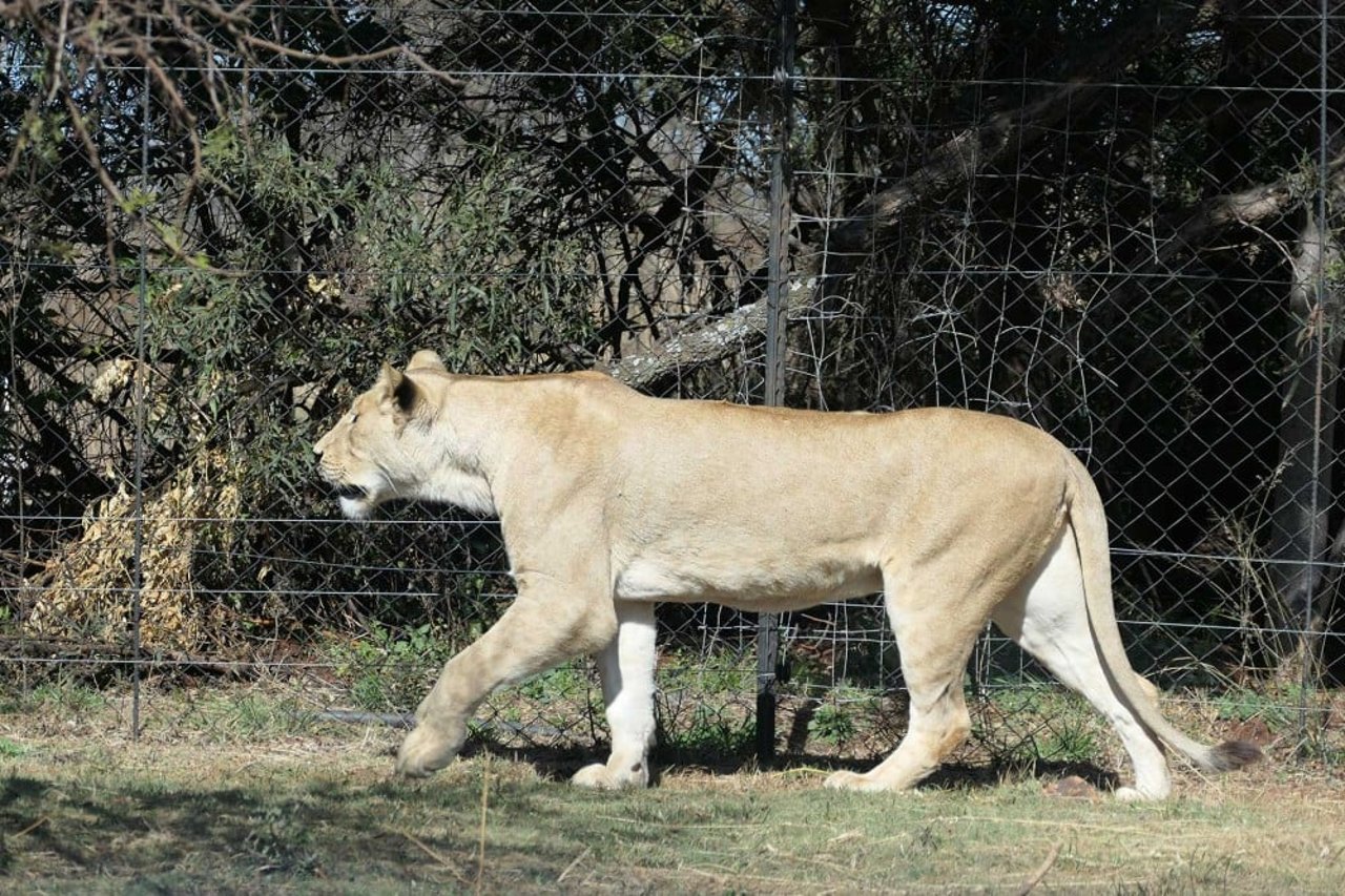 South African Lions 2023