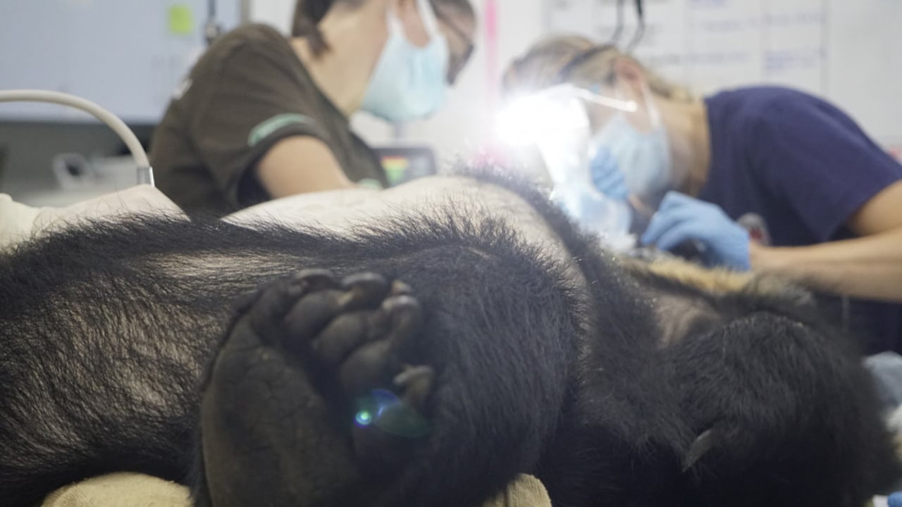 We performed a health check on October 30th to assess/remove her left eye and canine teeth. She has shown remarkable resilience to those procedures - as well as one could imagine - however her blood test was rather concerning. We are monitoring her very closely. Prior to the health check, Na had been displaying some very positive signs engaging with quarantine enrichment activities and new foods.PHOTO by FOUR PAWS