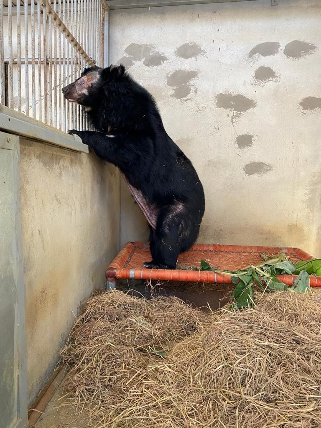 Na the female bear rescued in Ho Chi Minh city province in Vietnam on October 17th 2023 - Photo by FOUR PAWS Viet