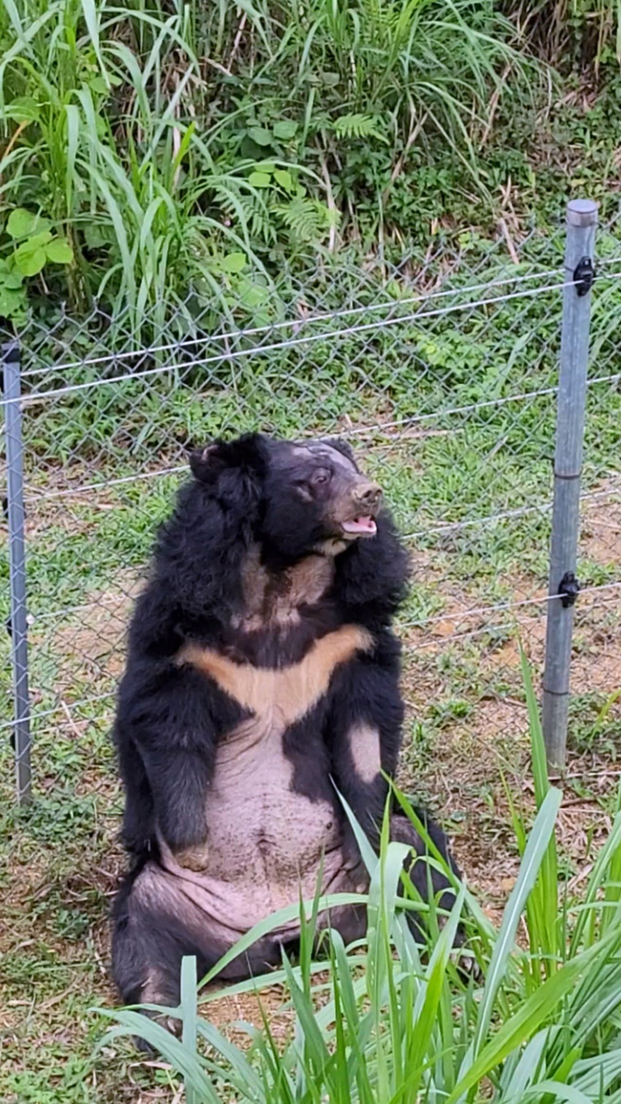 Na the female bear rescued in Ho Chi Minh city province in Vietnam on October 17th 2023 - Photo by FOUR PAWS Viet