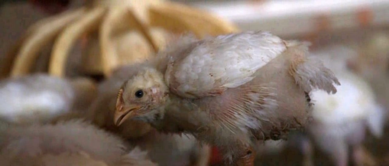14_day_old_meat_chicken_in_a_commerical_indoor_system_-_world_animal_protection_-_change_for_chickens_0