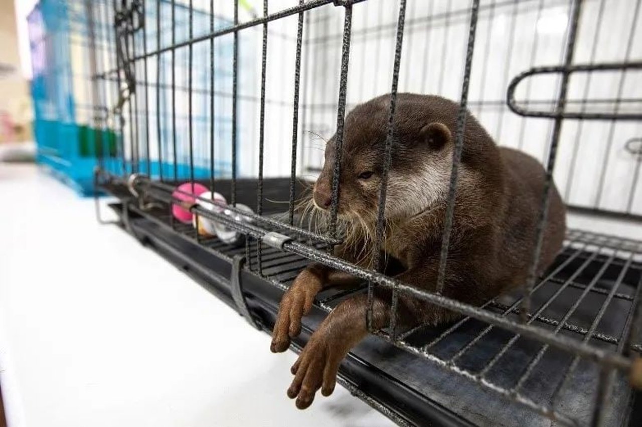 A pangolin in a cage.