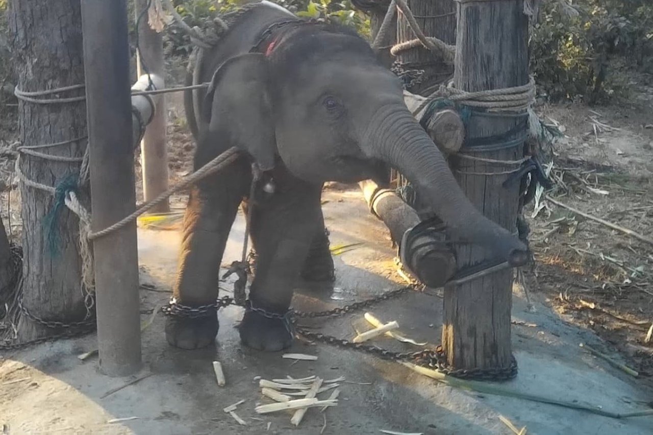 Elefant i fångenskap 