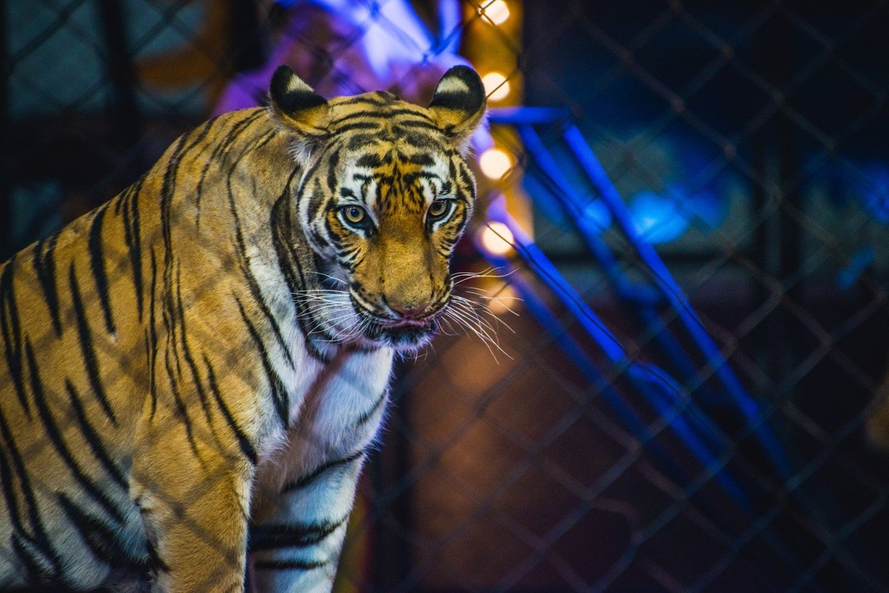 Tigrar lider i fångenskap