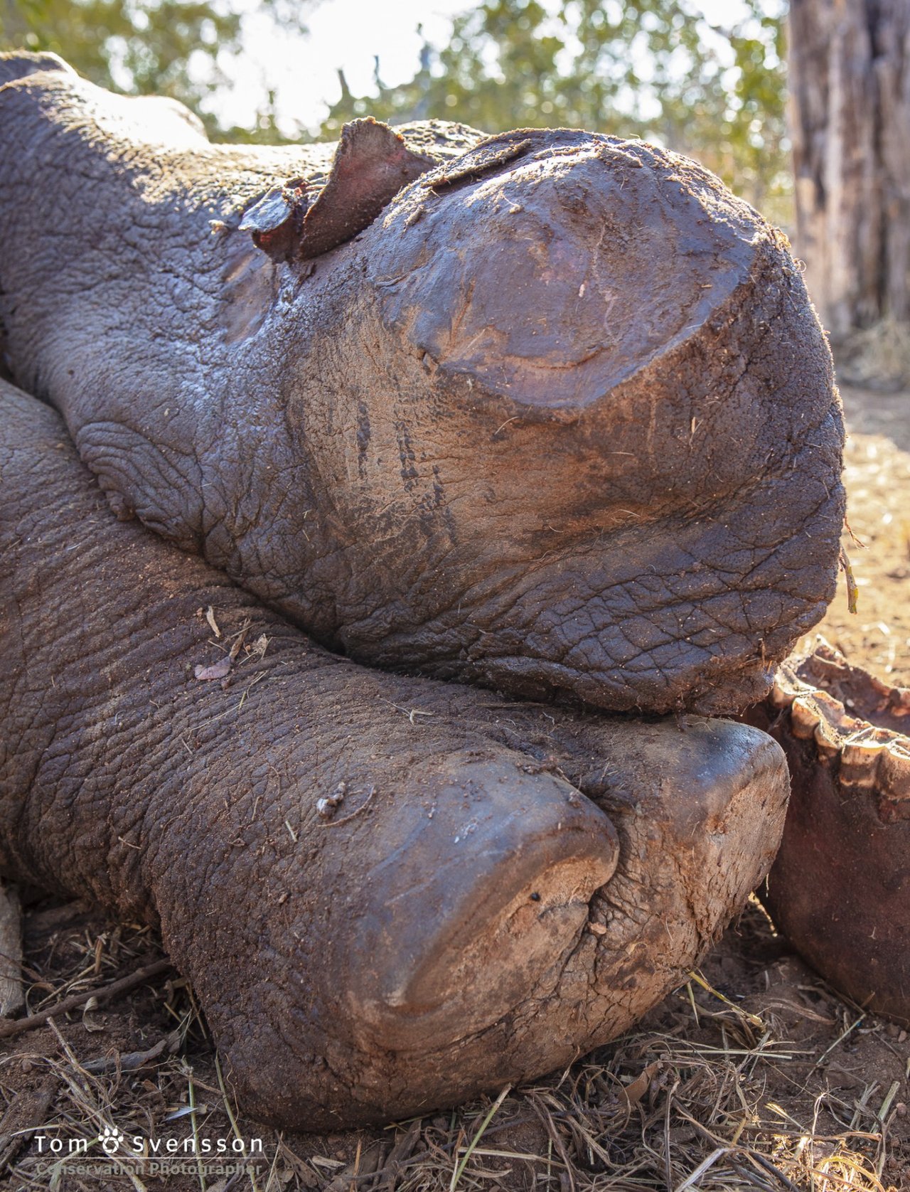 Noshörningsfoster, som hittats bredvid sin skjutna mamma i Sydafrika. 