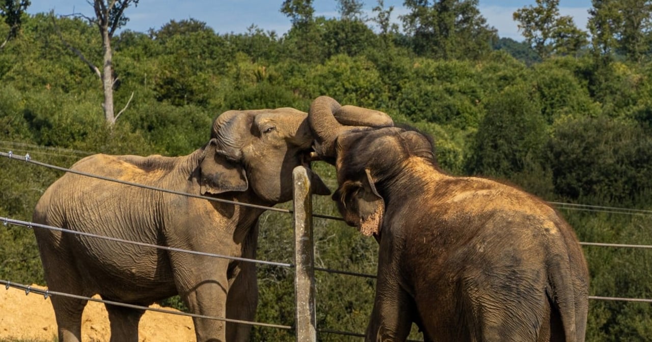 Elefant räddas från fångenskap