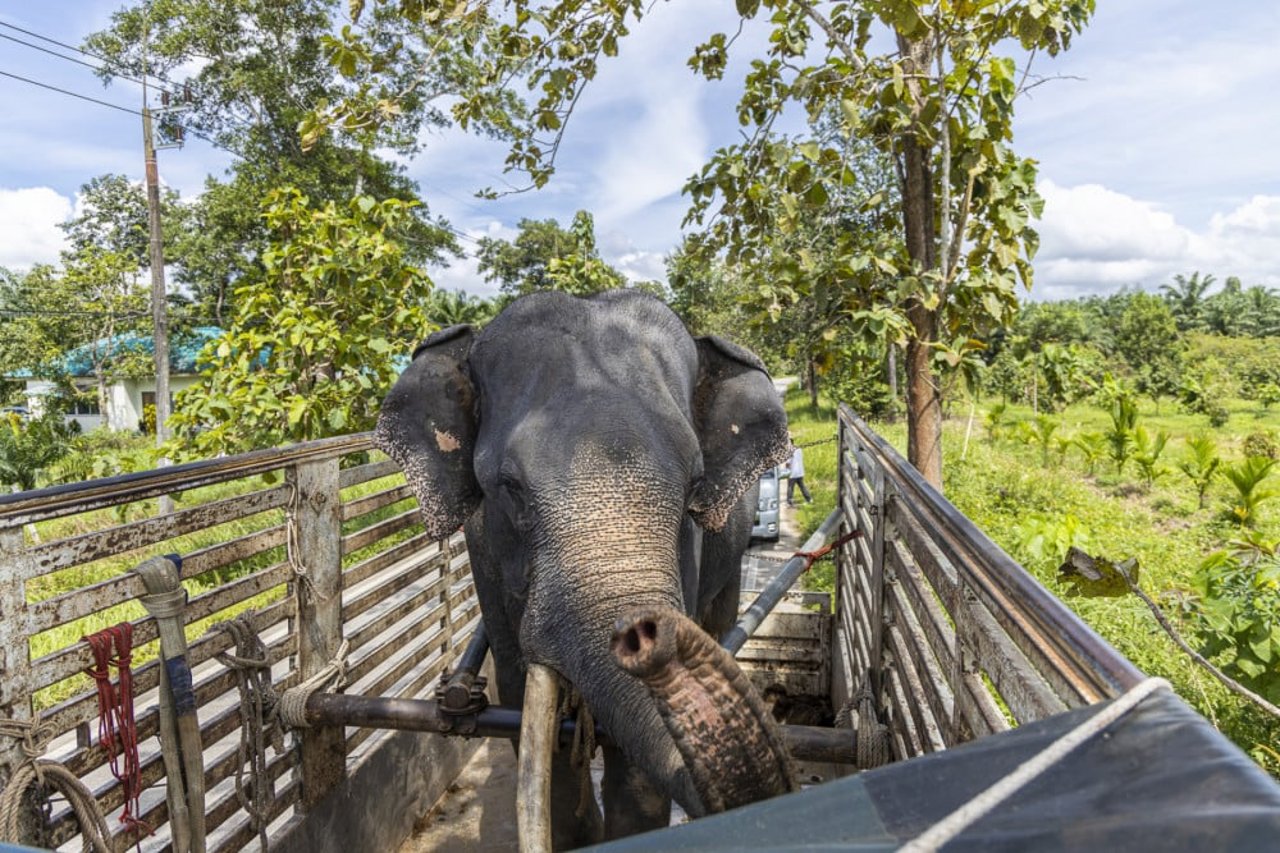 Elefant flyttas till elefantreservat