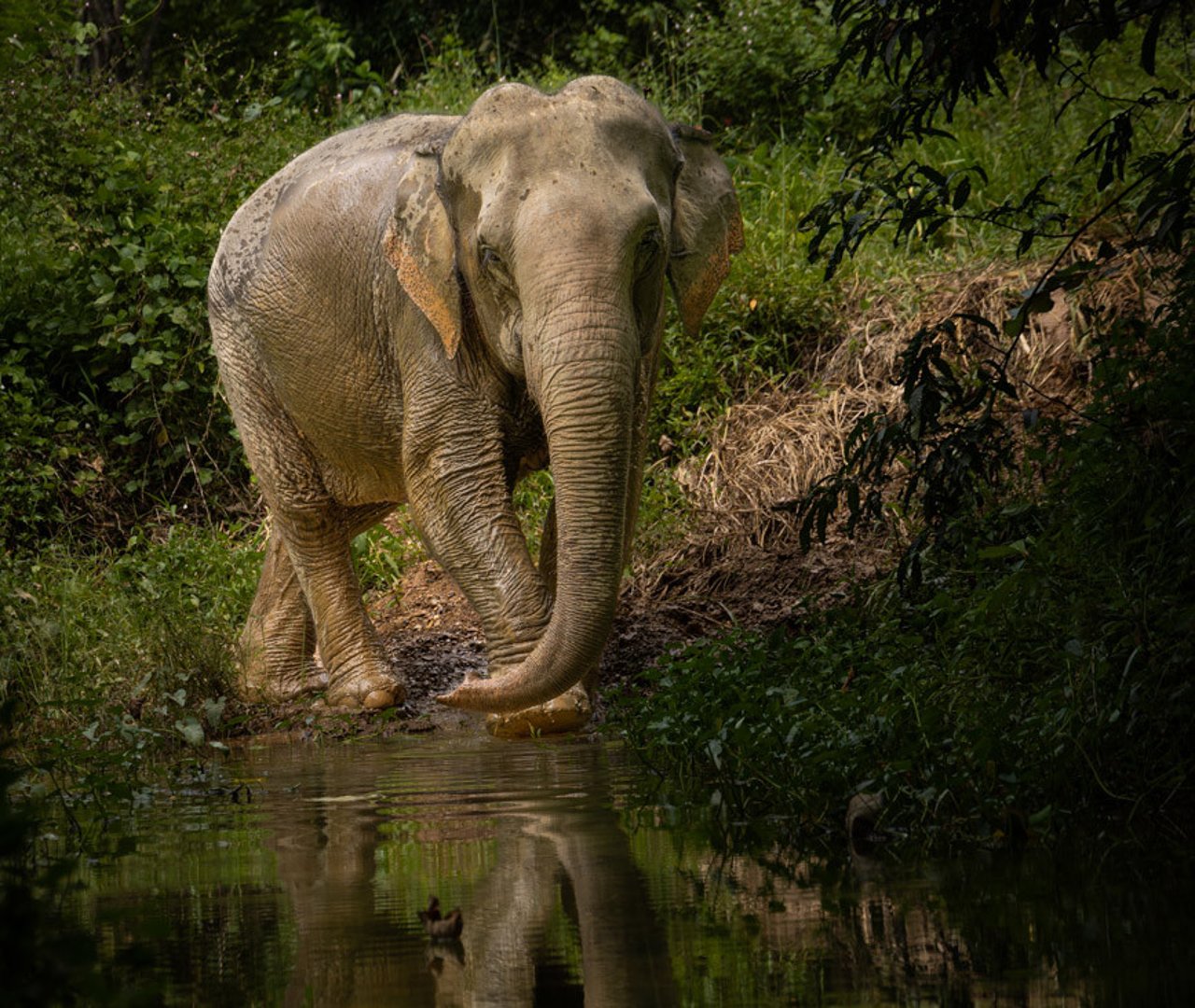 Räddad elefant 