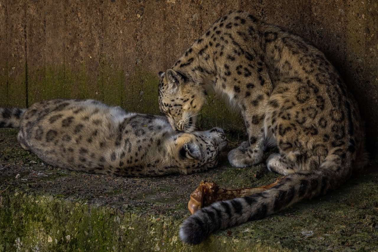 Foto:Tom Svensson. Leopard Kolmården