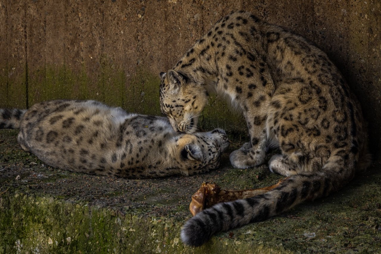 Foto:Tom Svensson. Leopard Kolmården