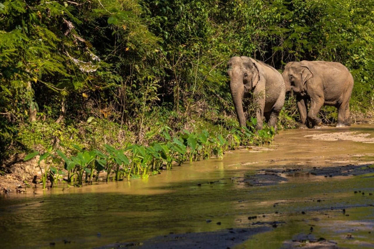 Fria elefanter i Thailand