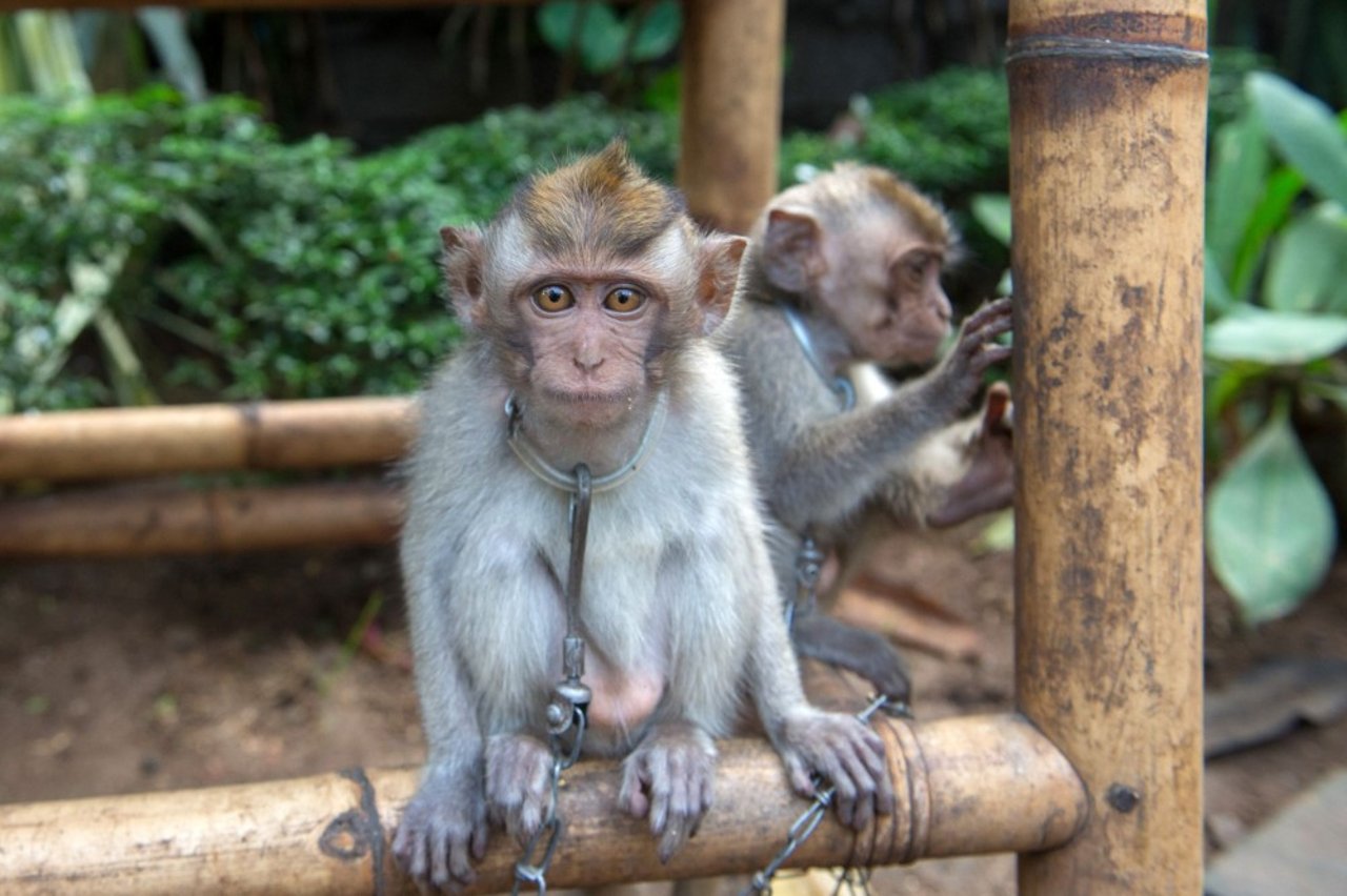 a_chained_monkey_macaque_is_a_side_attraction_at_a_turtle_venue._tourists_visiting_bali_are_encouraged_to_visit_a_variety_of_wildlife_attractions_featuring_many_species_and_interactions