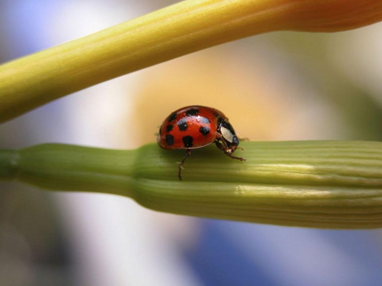 a_close-up_of_a_ladybug_0