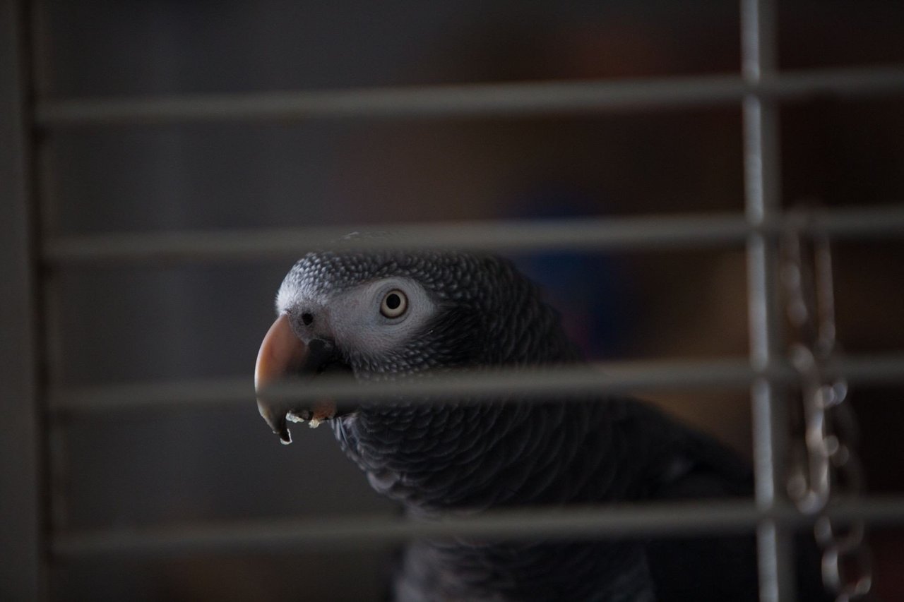 African Grey Parrot kept in a cage
