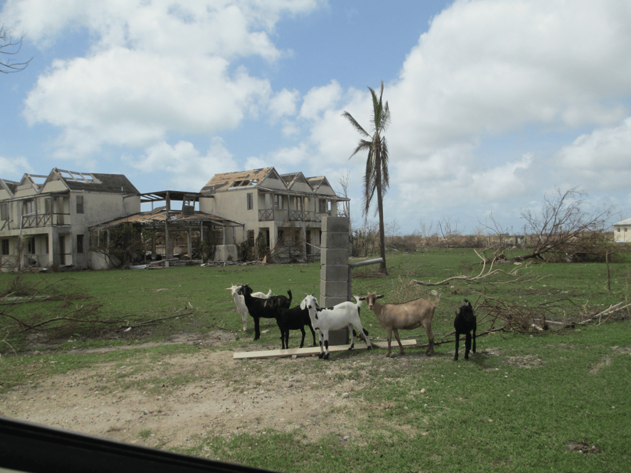 antigua_and_barbuda_humane_society_inc_4