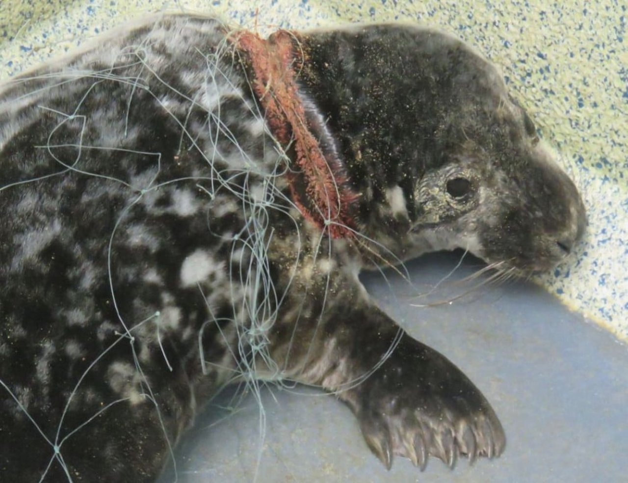 baby_seal_entangled_credit_cornwall_seal_group_1_0