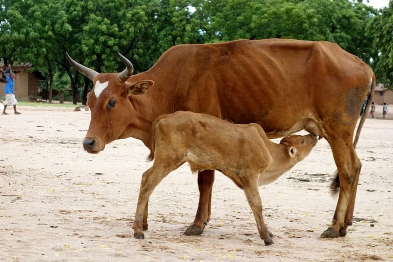 bali_zoo_singapadu_2