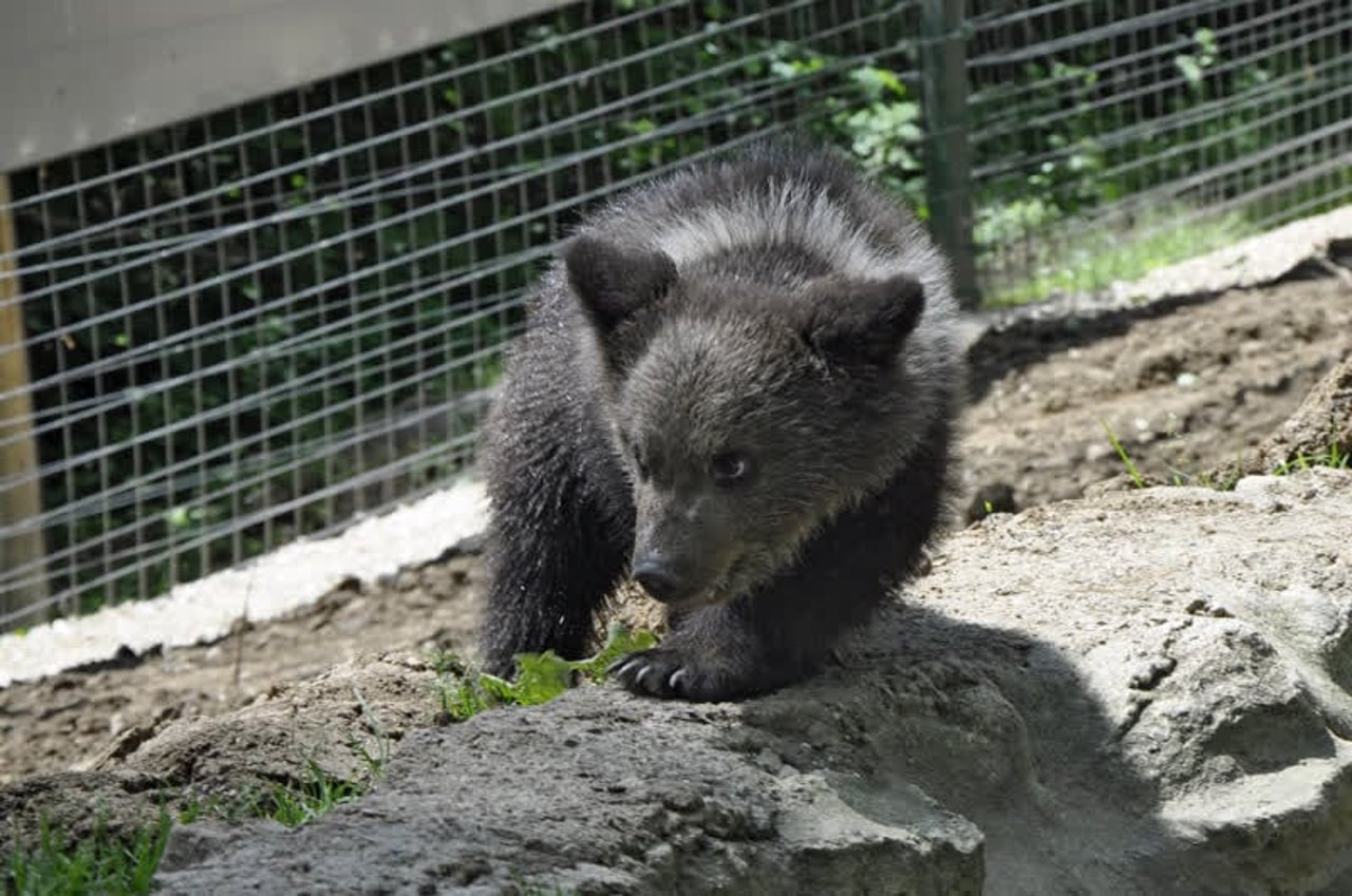 bear_romania_800x531_1021364