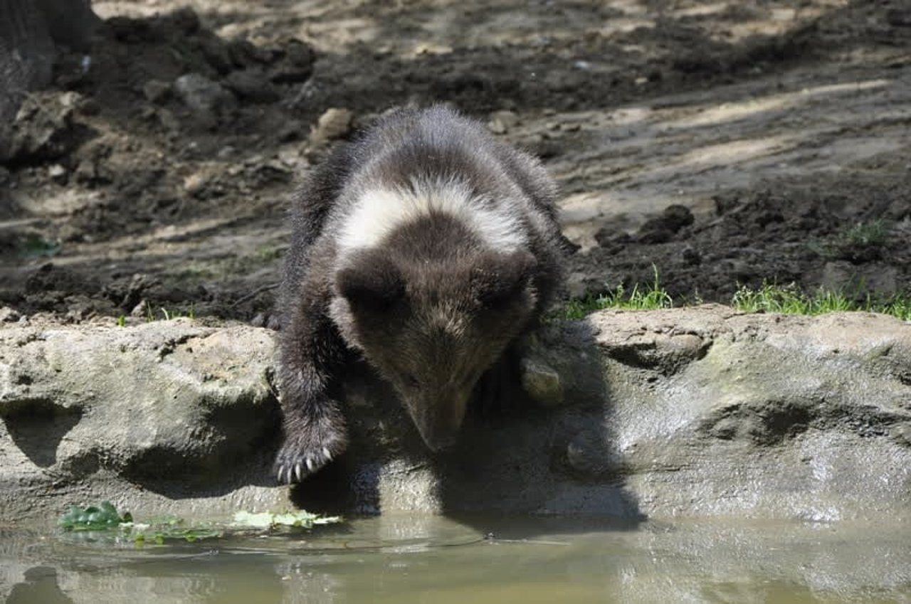 bear_romania_800x531_1021365