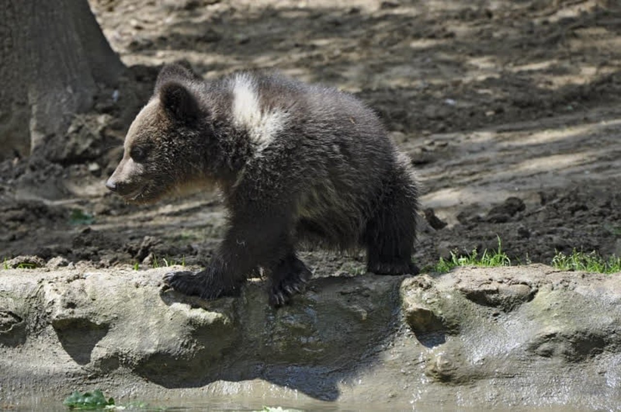 bear_romania_800x531_1021366