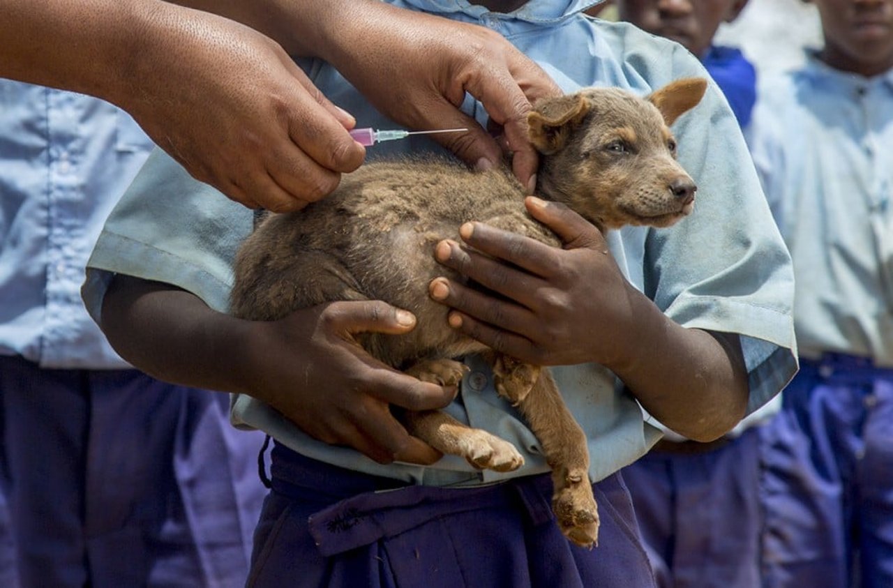 Global kraftsamling mot rabies