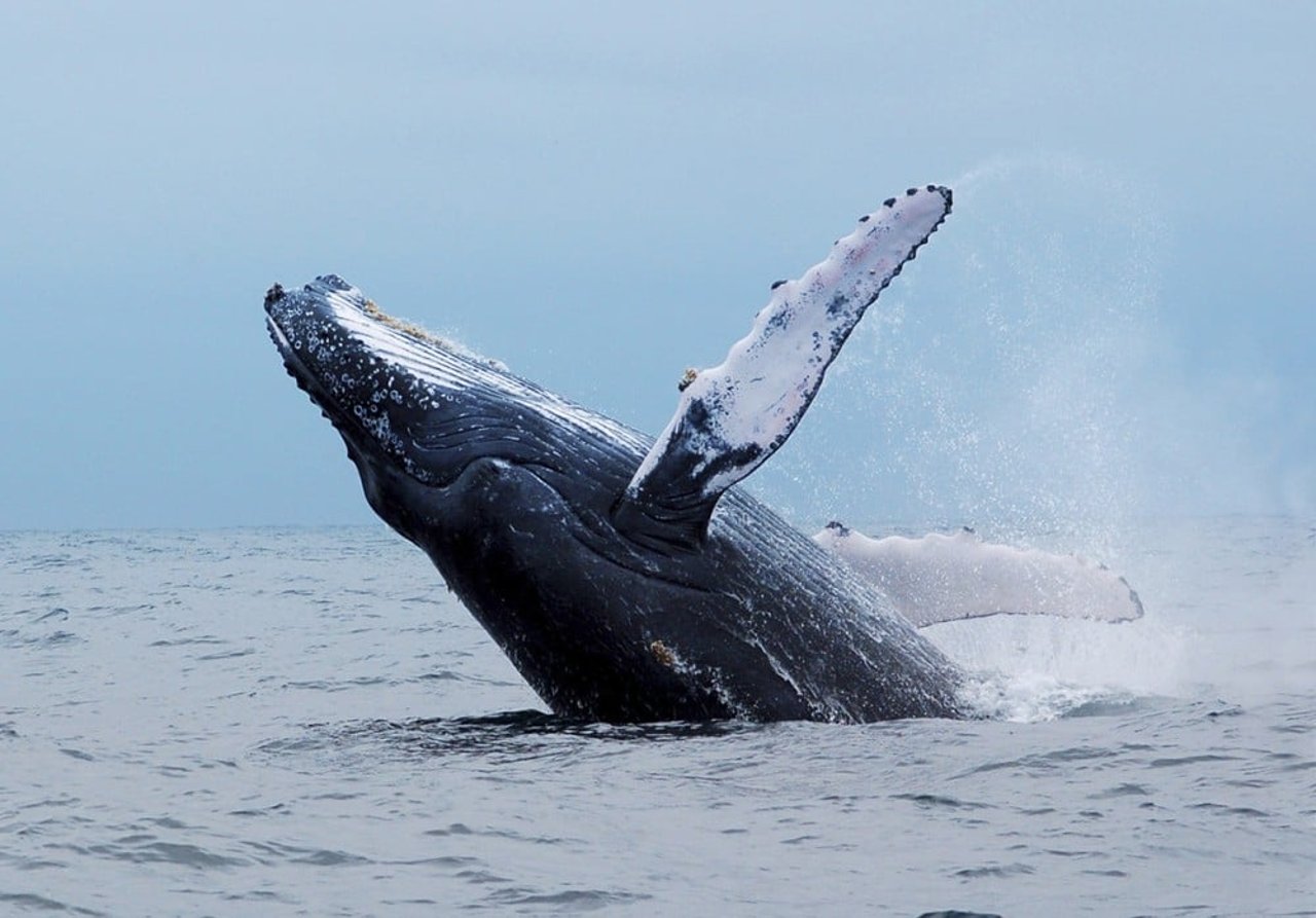 blog-intext-humpback-whale