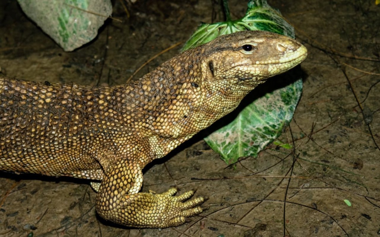 caption_2_varanus_flavescens_yellow_monitor_-_neil_d27cruze-3