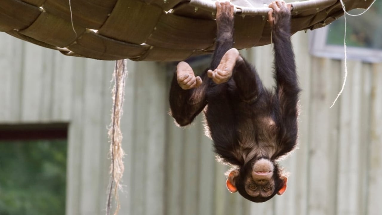 chimpanzee zoo