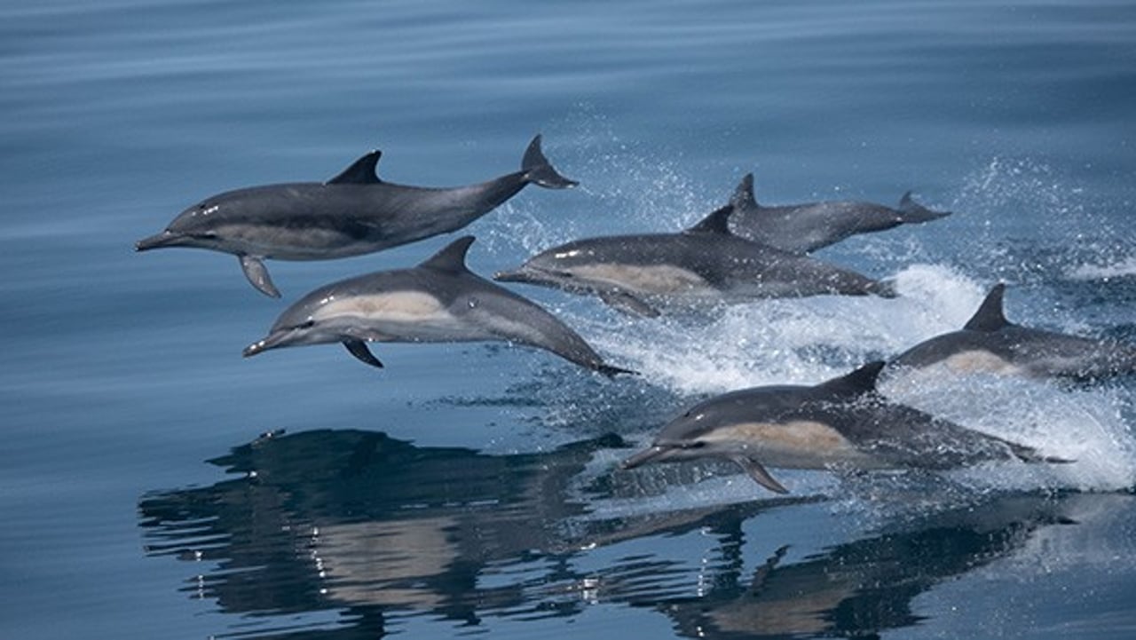 Dolphins swim and jump across the waves in the Santa Barbara Channel Whale Heritage Area in the USA