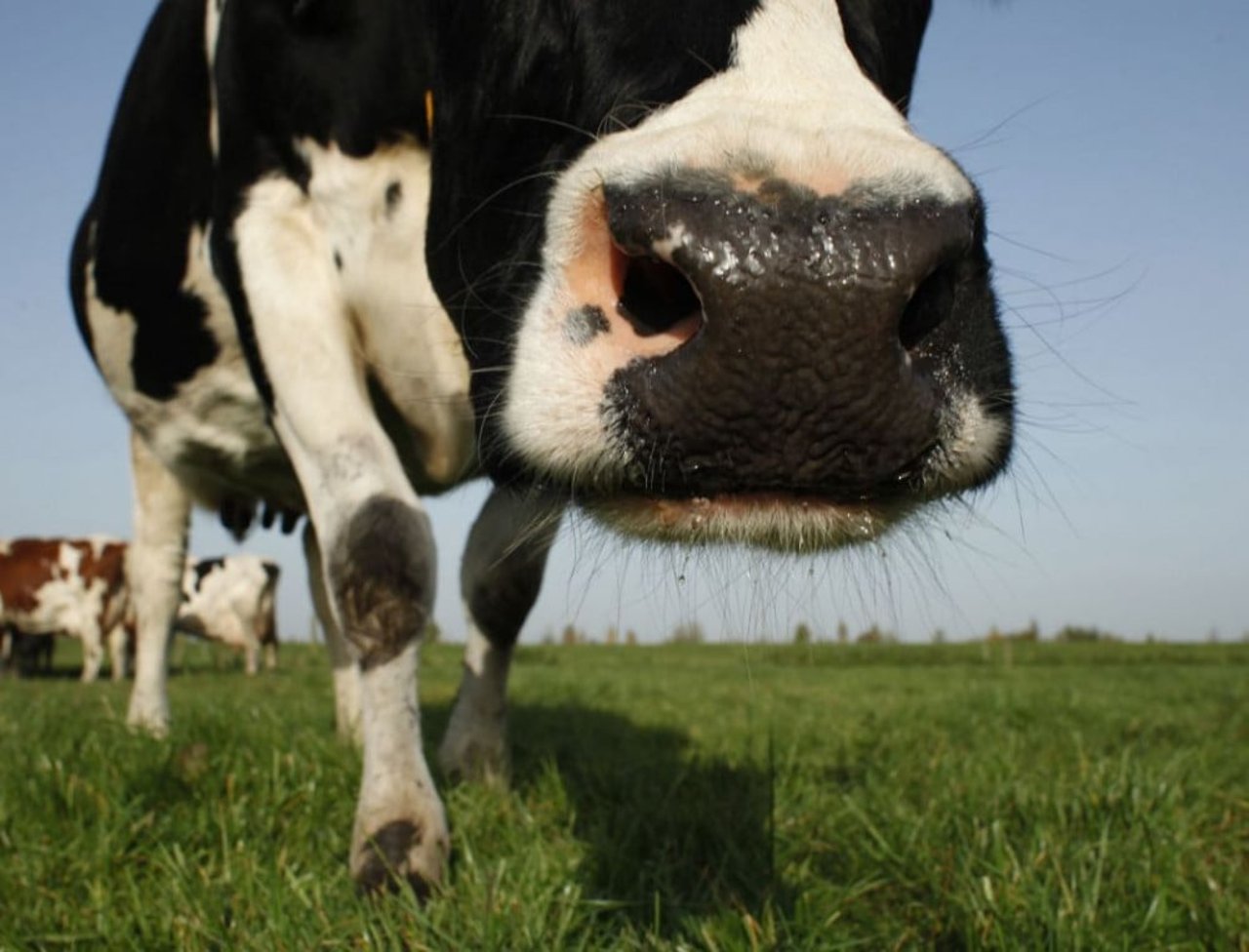 dairy_report_cows_on_grass2_0_0