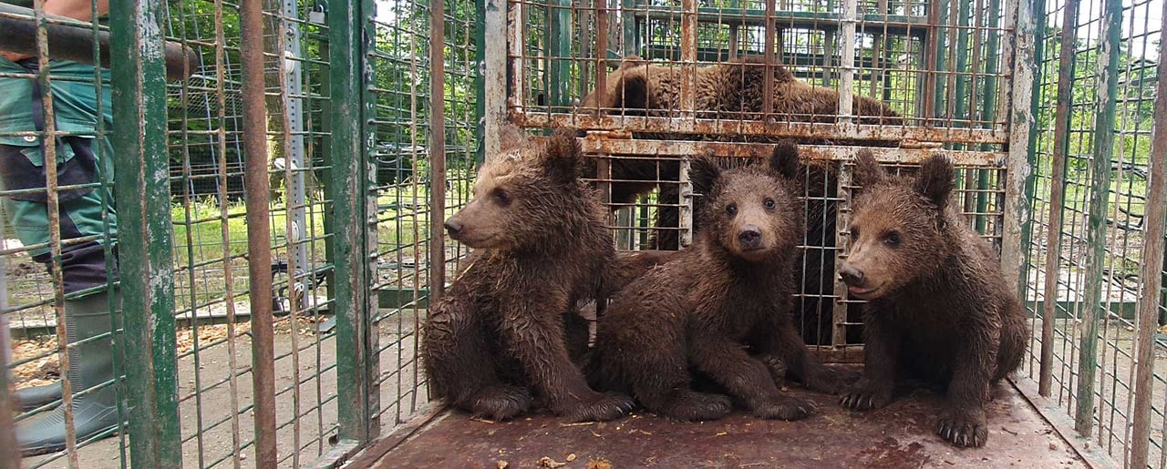 Björnmamman Daria och hennes ungar