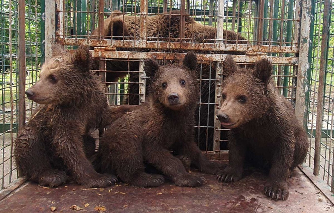 Tasha, Lulu och Kyle framför sin mamma Daria på väg att släppas ut i Libearty