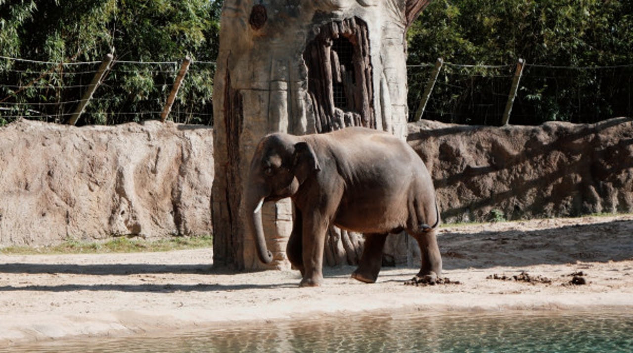 Elefant i fångenskap 