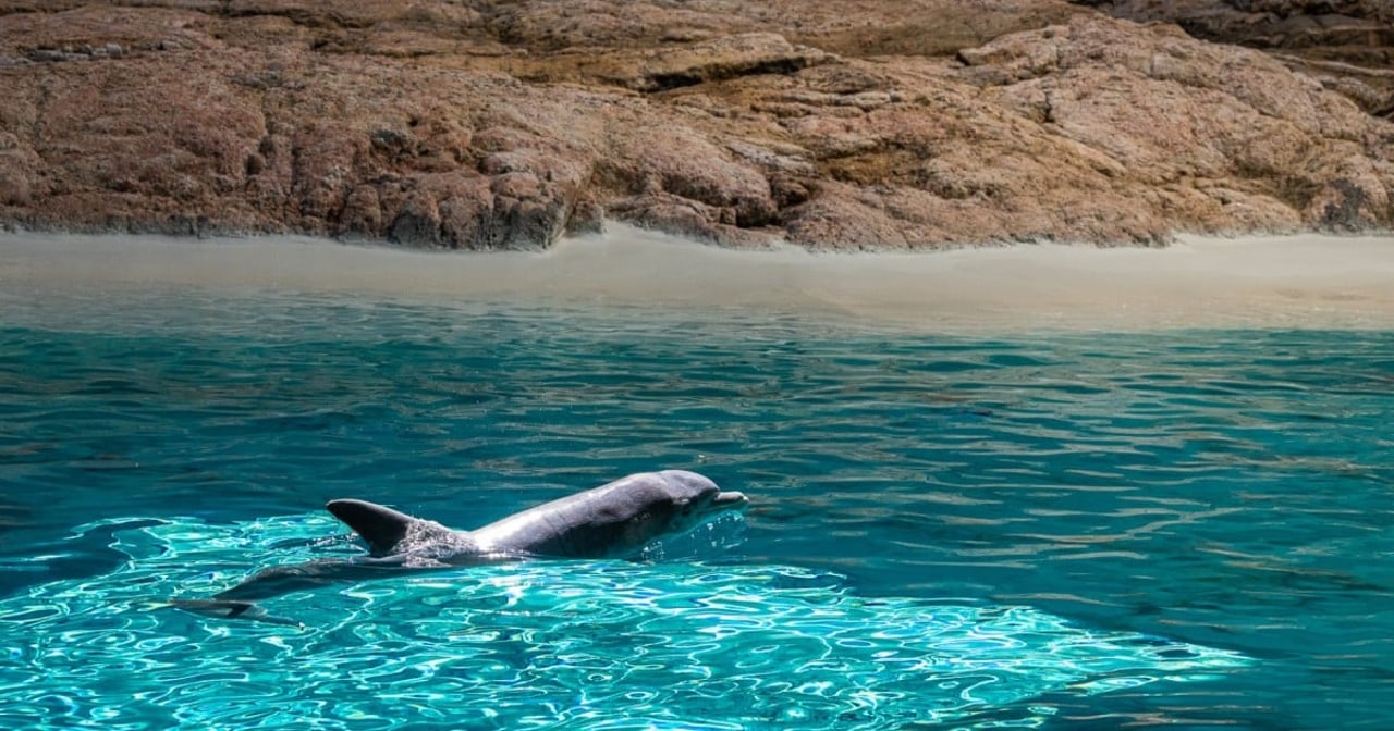Delfiner i Kolmården dyrepark, Sverige