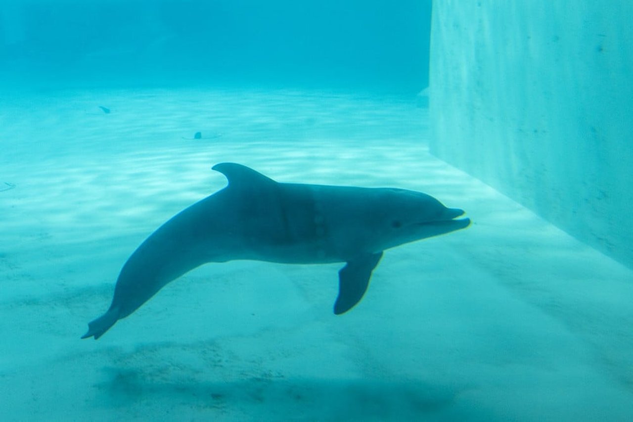 delfin kolmården onaturlig miljö