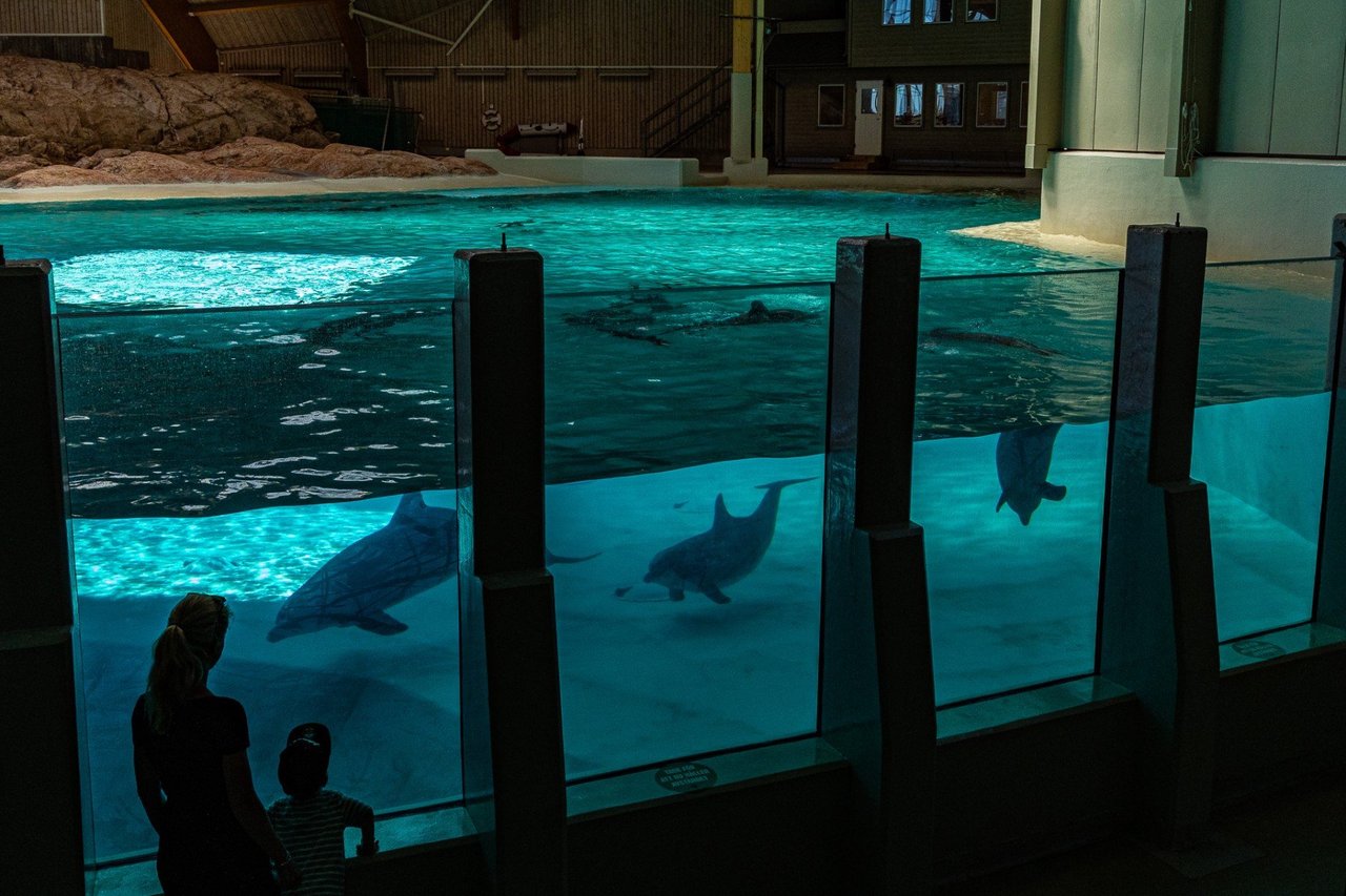 delfin kolmården onaturlig miljö