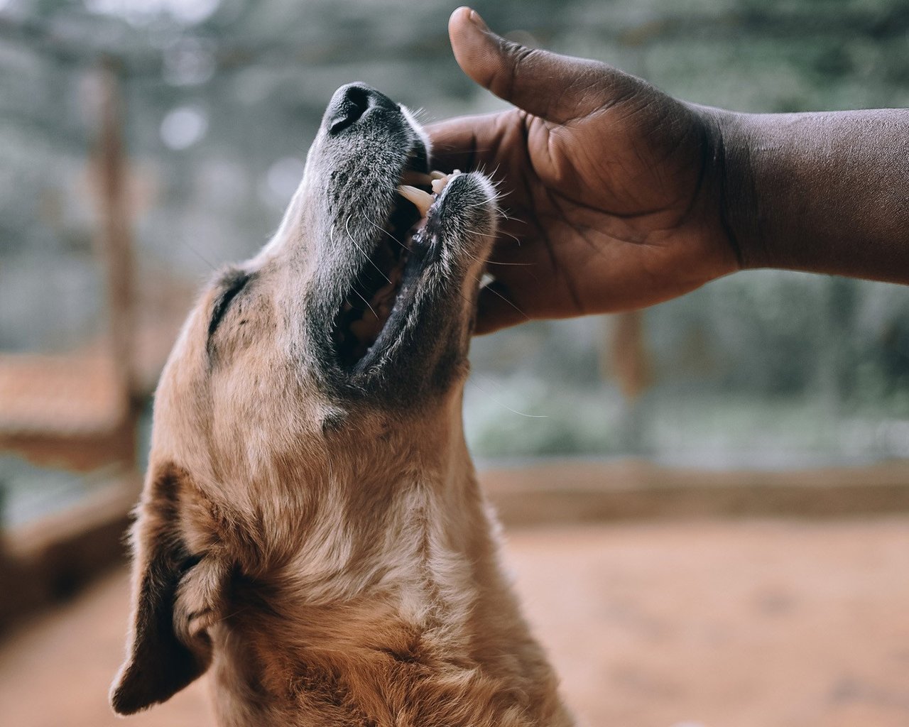 En World Animal Protection anställd klappar en hund