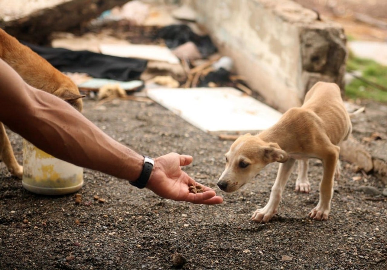 dog_in_jamaica