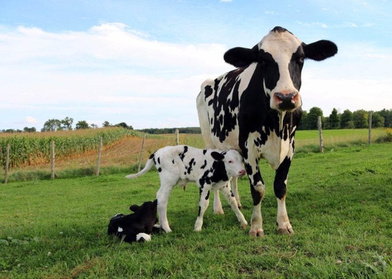 Cows-in-Factory-Farming