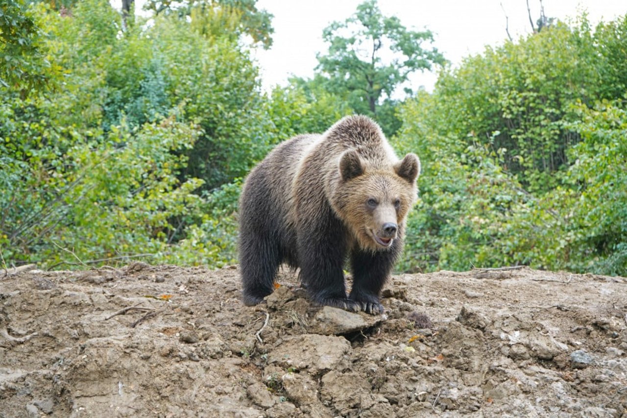En af de unge bjørne i bjørnereservatet Libearty